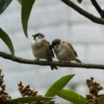 国际人28:文化差异对国际人际关系的影响 v2ui6kcyx5