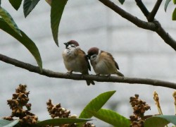 国际人28:文化差异对国际人际关系的影响 国际人28:文化差异对国际人际关系的影响